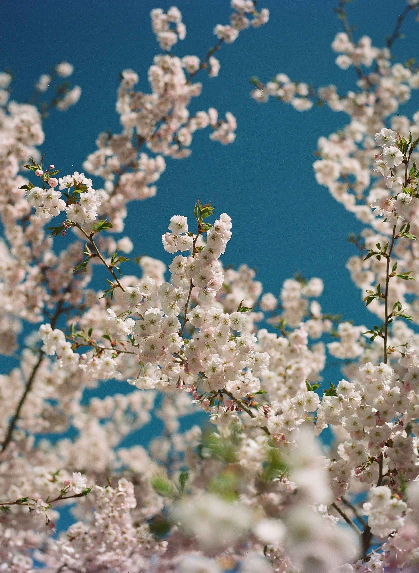 kodak-ektacolor-film-pro-160-sample-image-flowers
