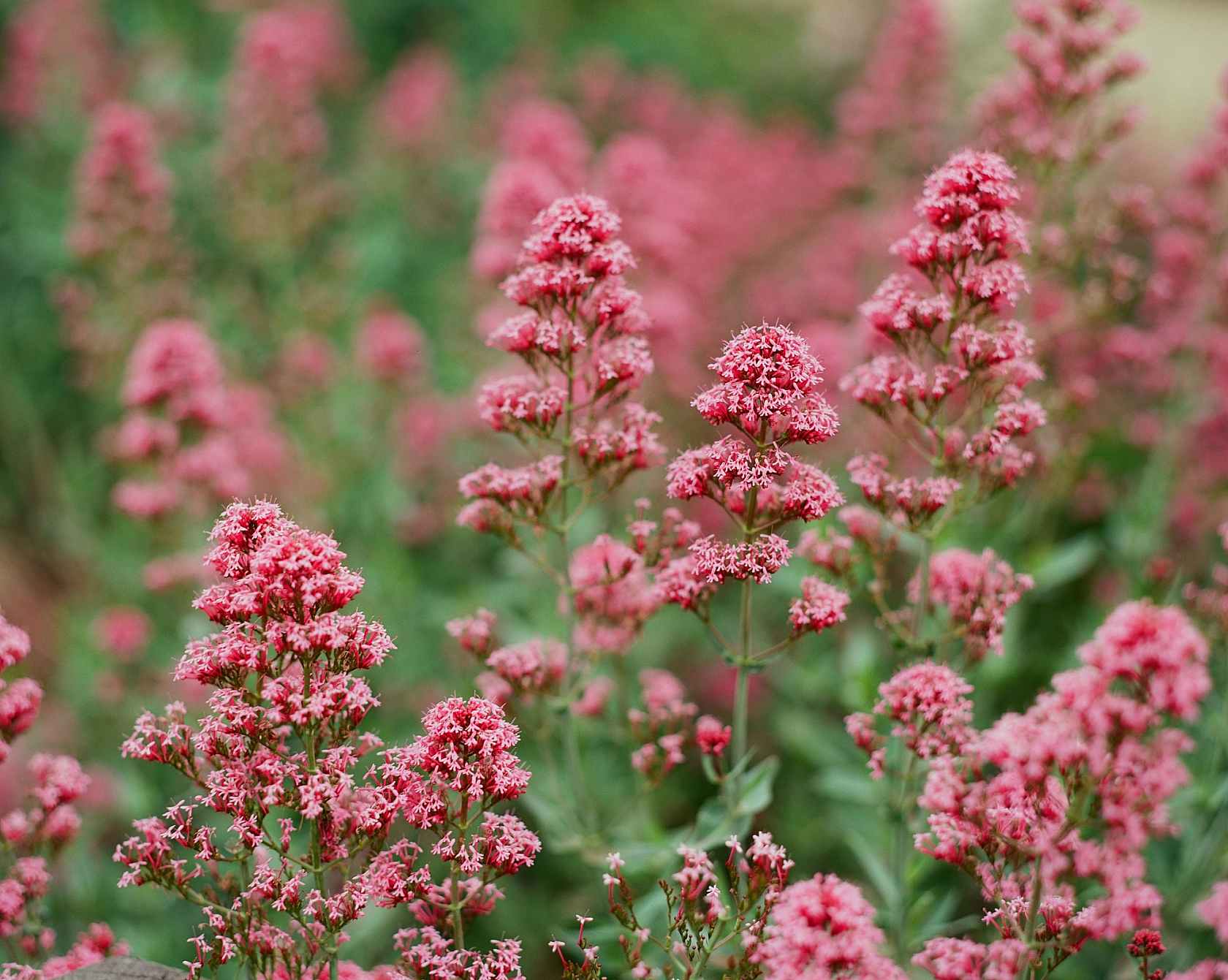 Eastman Kodak Ektar 100 120 Film - Afbeelding 4