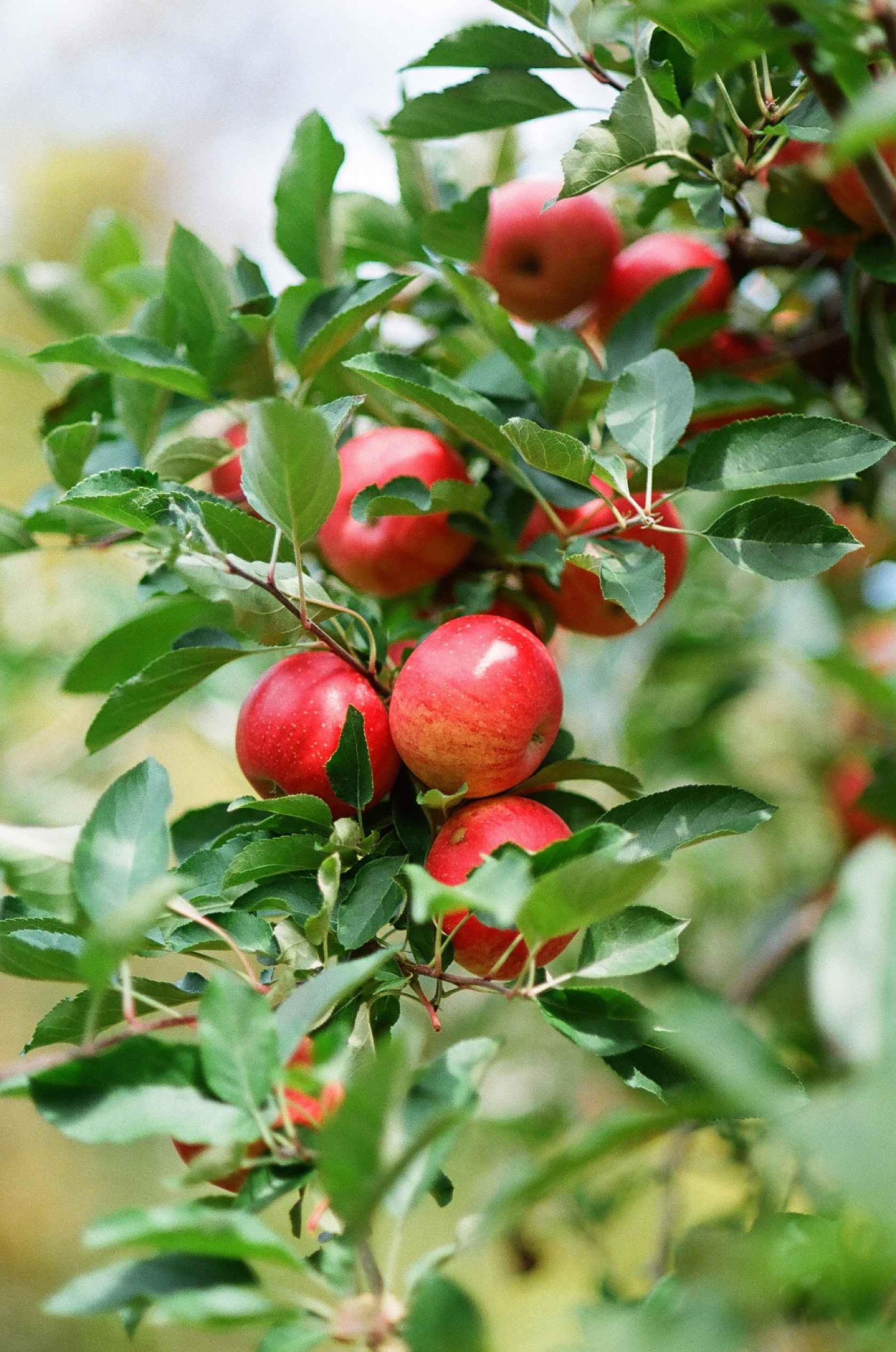 sample-image-ultramax-400-apples